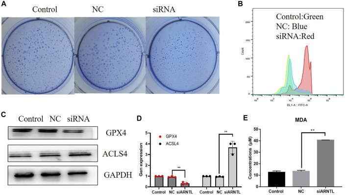 FIGURE 6