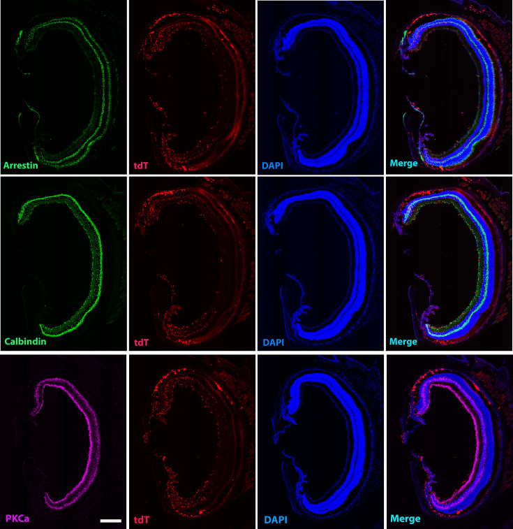 Figure 5—figure supplement 3.