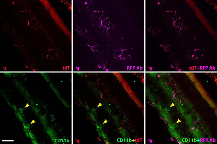 Figure 5—figure supplement 6.