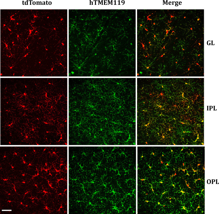 Figure 6—figure supplement 2.