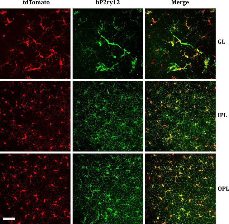 Figure 6—figure supplement 1.