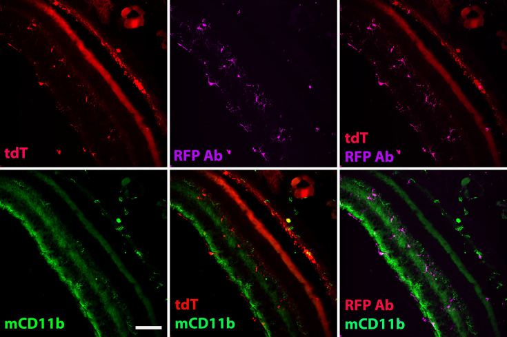 Figure 5—figure supplement 5.