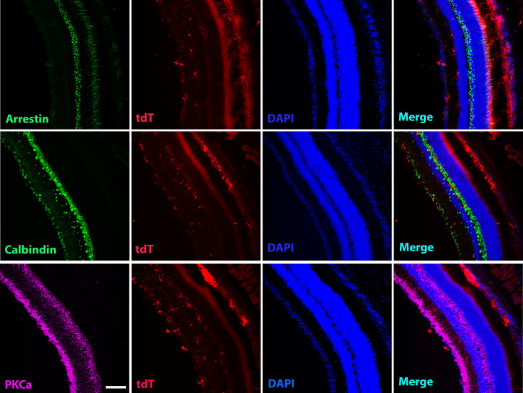 Figure 5—figure supplement 4.