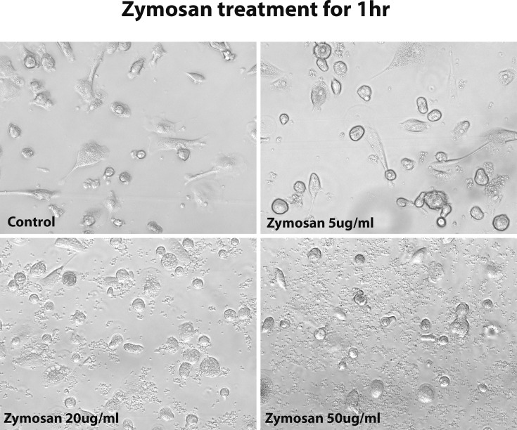 Figure 4—figure supplement 2.