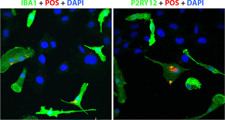 Figure 4—figure supplement 1.