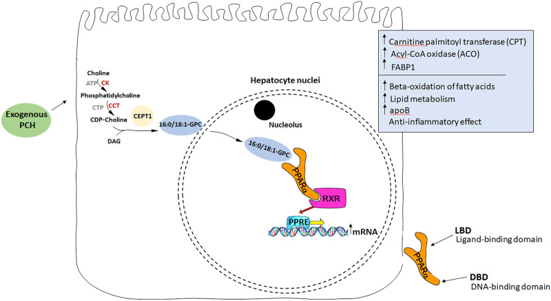 FIGURE 2