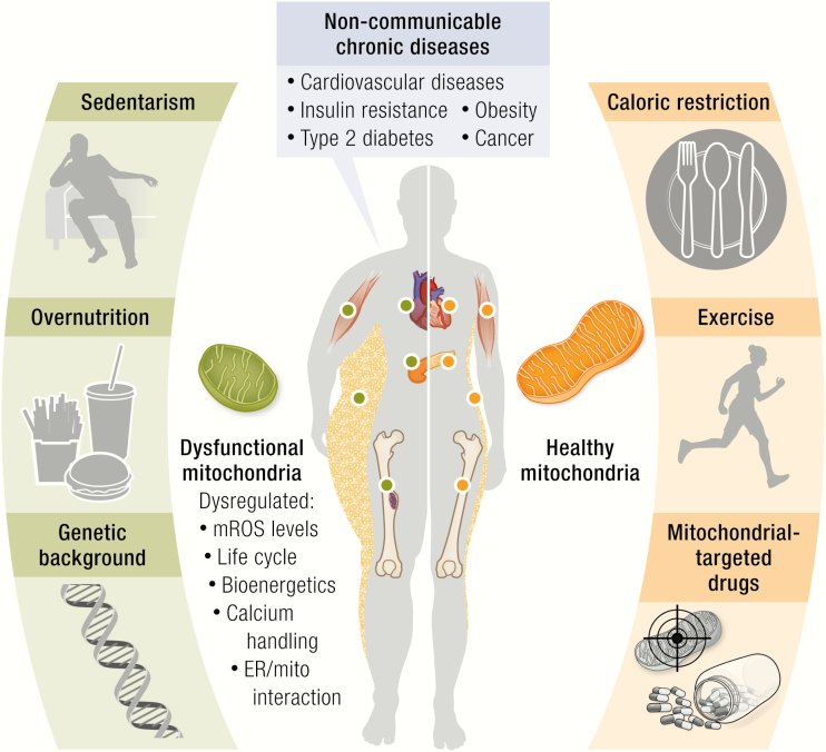 Graphical Abstract