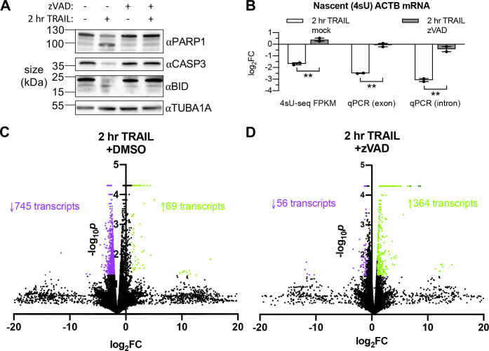 Figure 2—figure supplement 1.