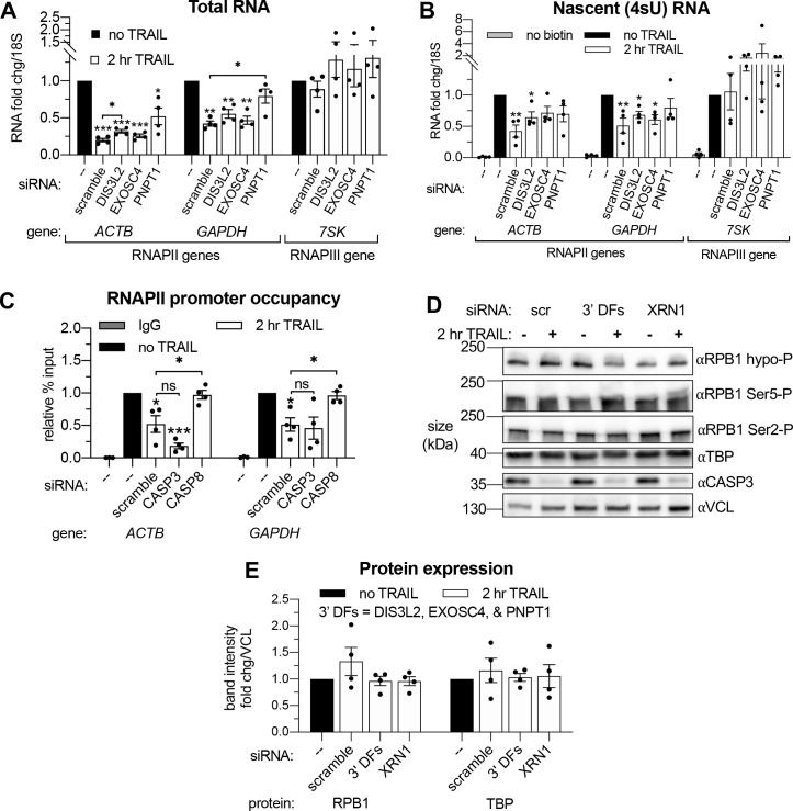 Figure 4—figure supplement 1.