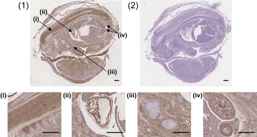 Figure 4