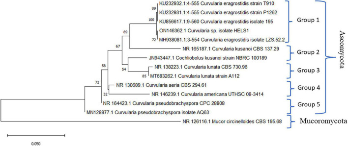 FIGURE 2