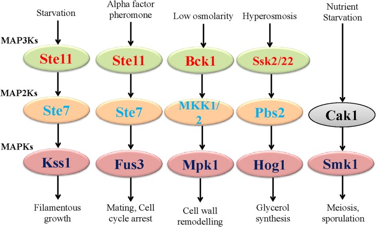 Fig 8