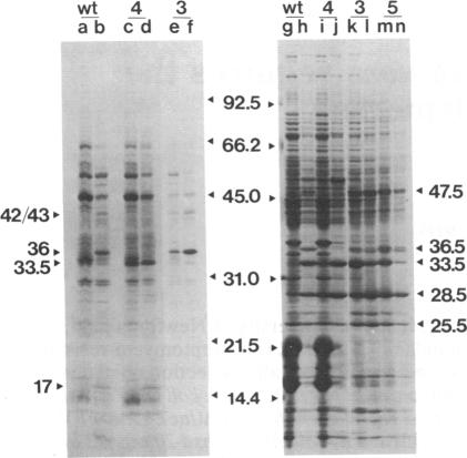 graphic file with name pnas00246-0221-a.jpg