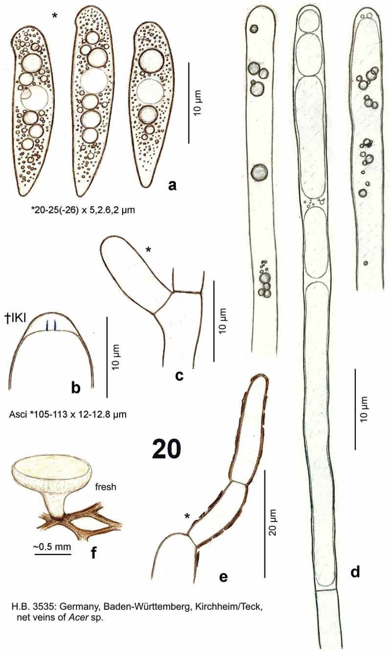 Figure 20. 