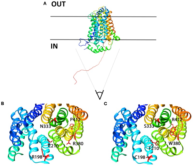 FIGURE 11