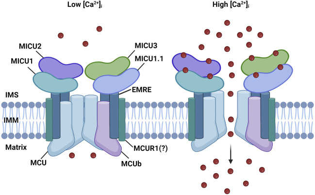 FIGURE 1