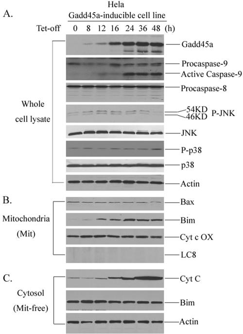 FIG. 2.