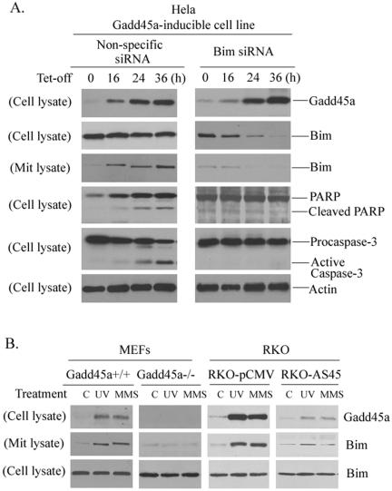 FIG. 5.