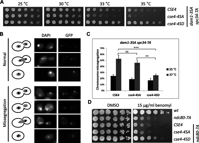 FIGURE 4: