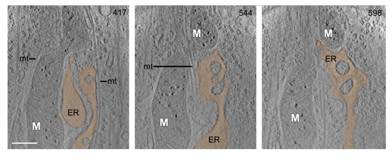 Figure 1—figure supplement 1.