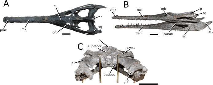 The phylogenetics of Teleosauroidea (Crocodylomorpha, Thalattosuchia ...