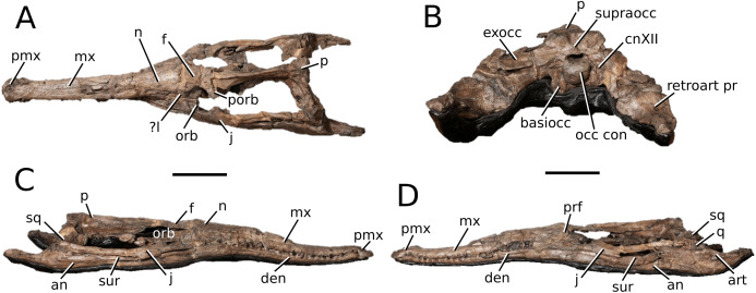 The phylogenetics of Teleosauroidea (Crocodylomorpha, Thalattosuchia ...