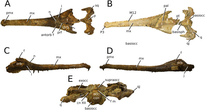 The phylogenetics of Teleosauroidea (Crocodylomorpha, Thalattosuchia ...