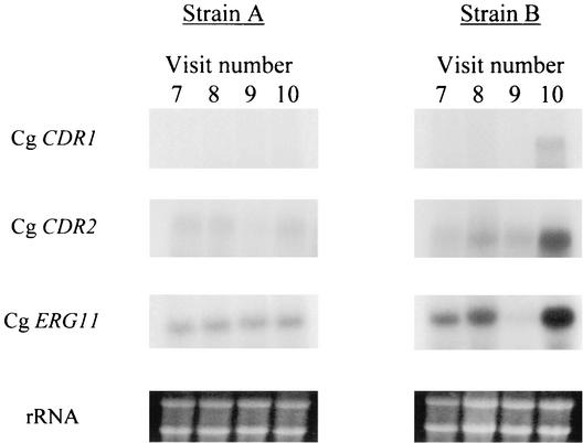 FIG. 3.