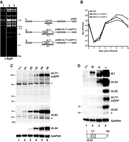 FIG 1