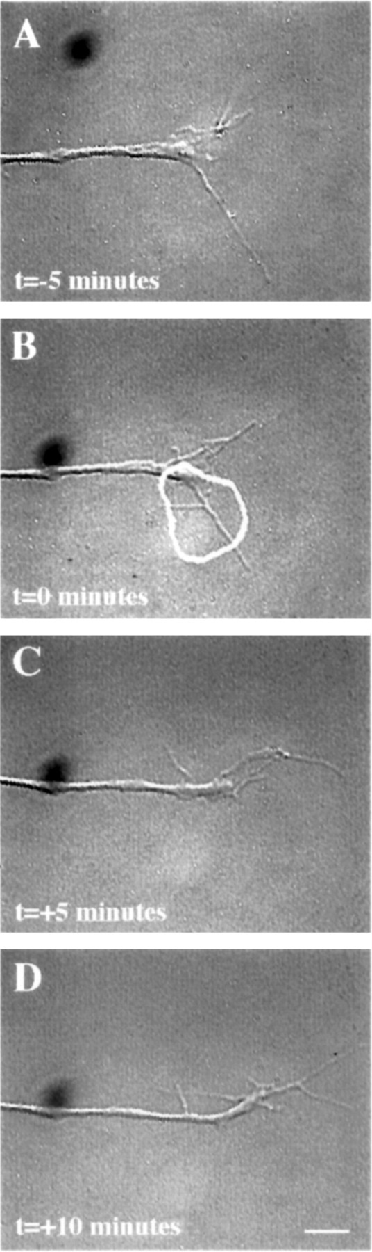 Fig. 5.