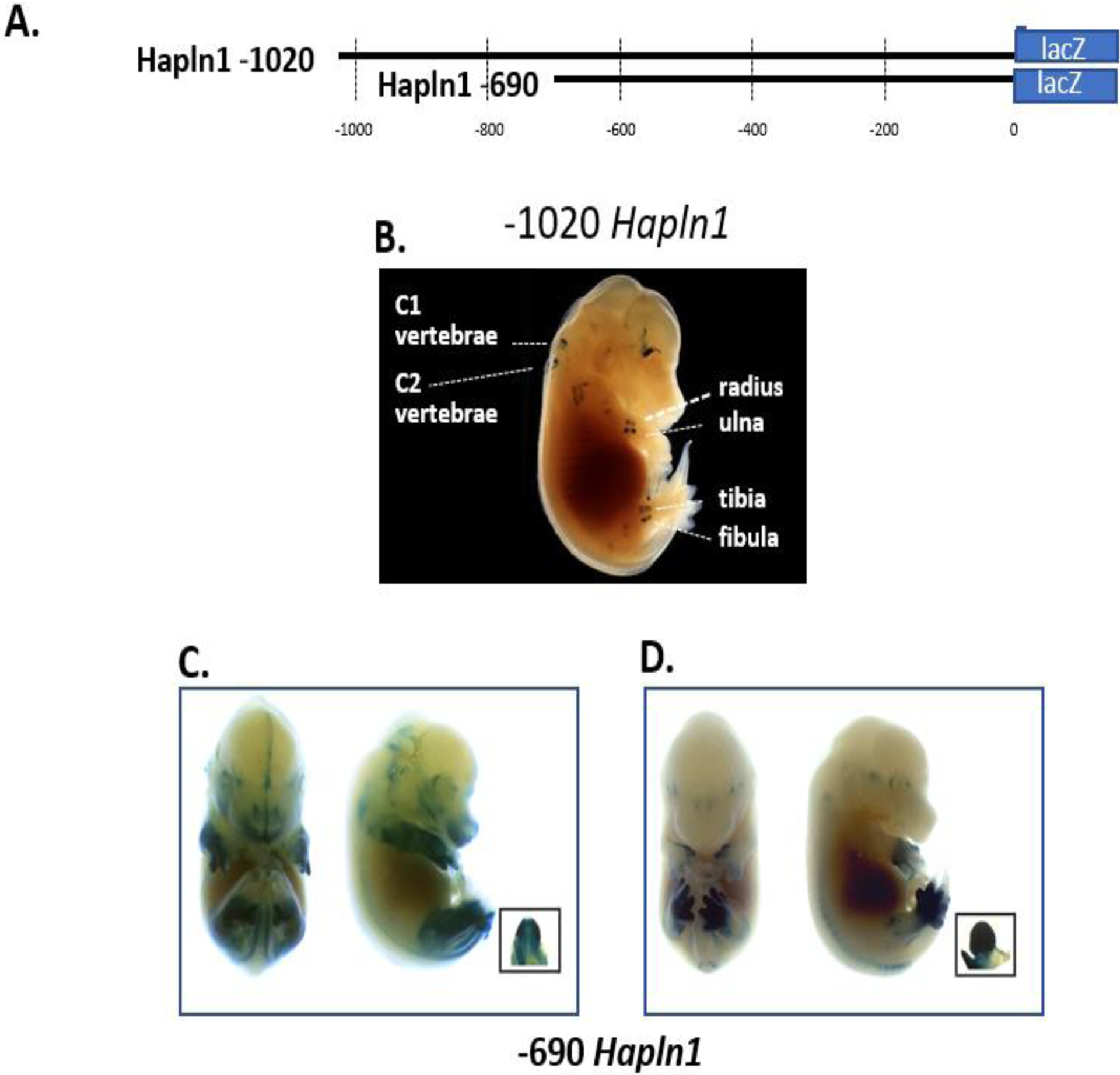 Fig 1.