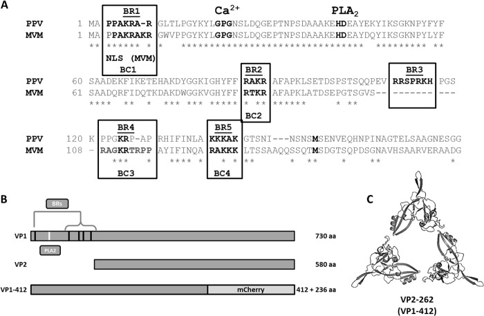 FIG 1