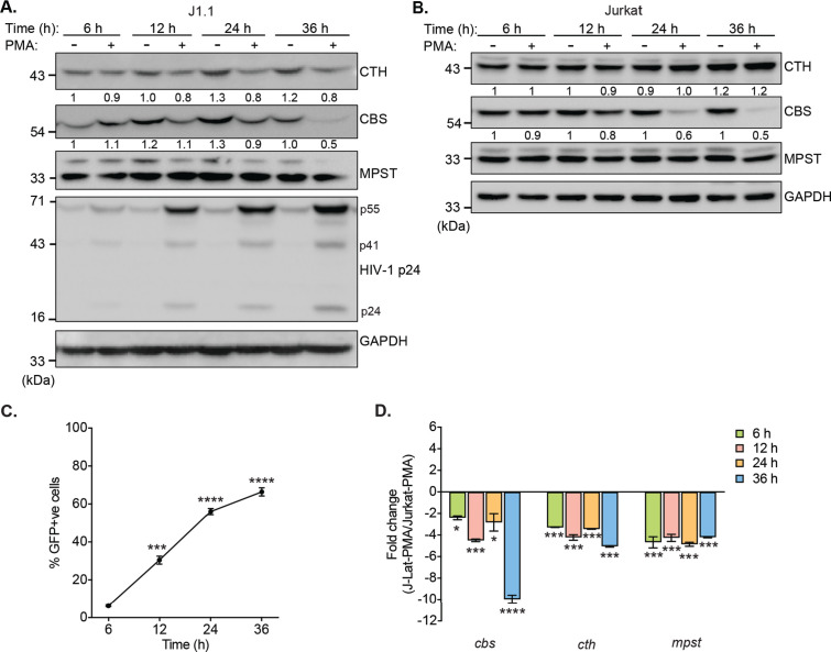 Figure 1—figure supplement 1.