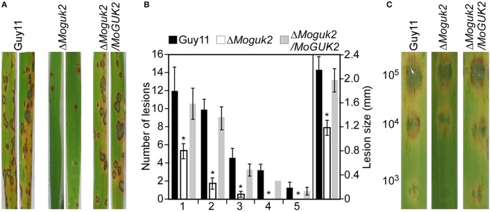 Figure 5