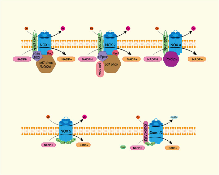 FIGURE 4