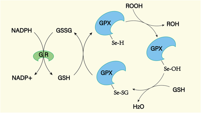 FIGURE 10