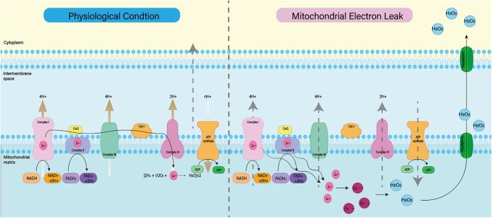 FIGURE 3