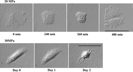 Fig. 8
