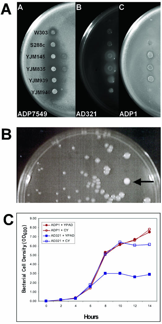 FIG.1.