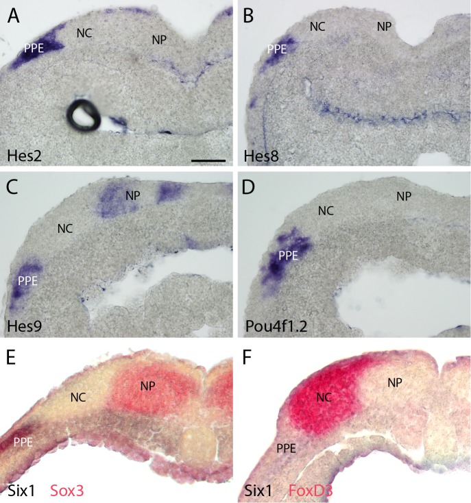 Figure 4—figure supplement 5.