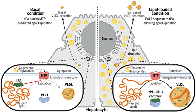 graphic file with name nihms-1946867-f0001.jpg