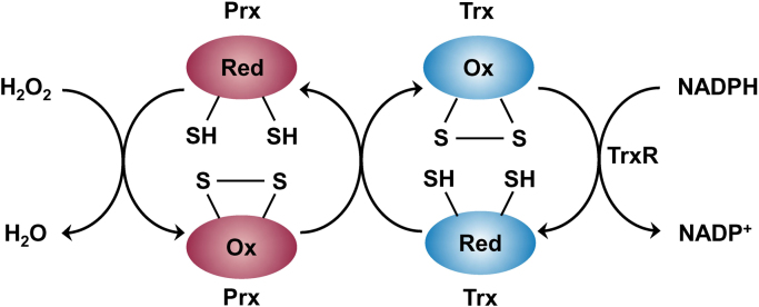 Fig. 11