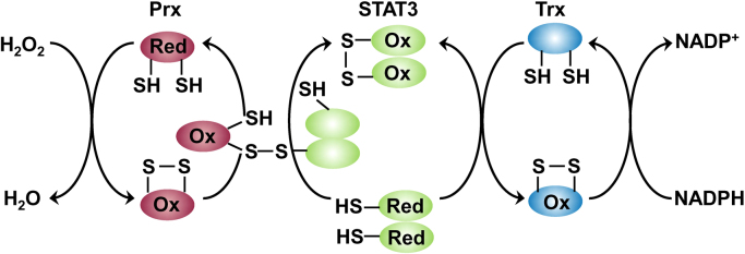 Fig. 14