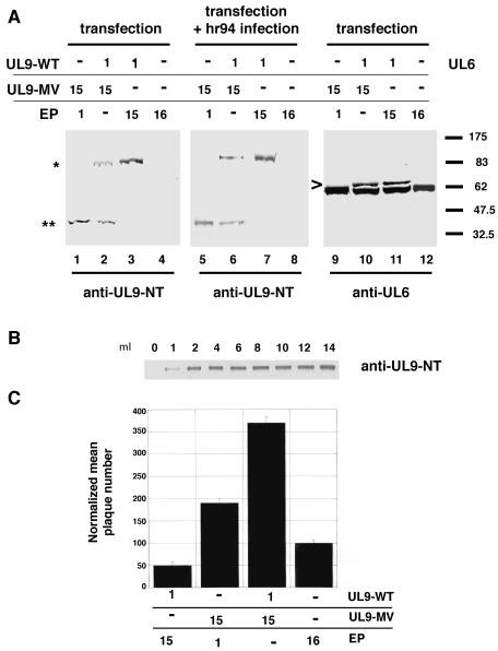 FIG. 5.