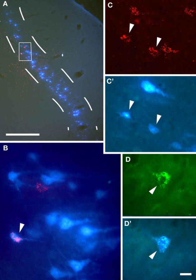 Figure 2