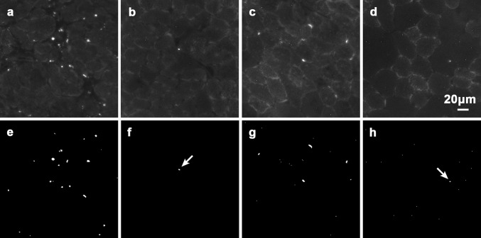 Fig. 2