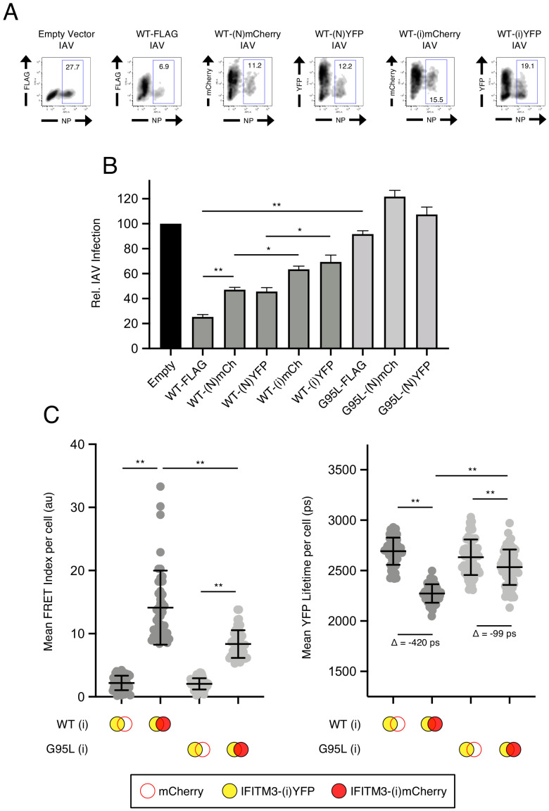 Figure 4—figure supplement 2.