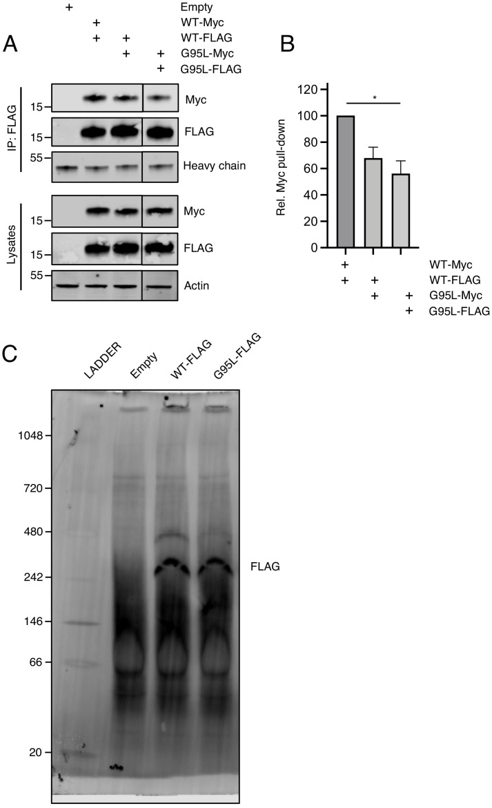 Figure 5—figure supplement 1.