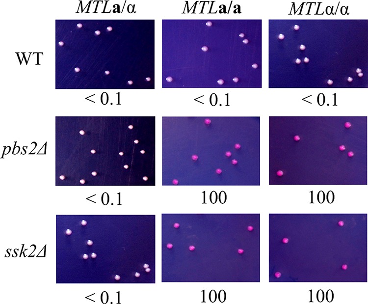 FIG 3