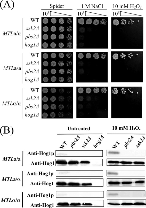 FIG 4